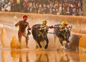 Kambala, Jallikattu may make comeback
